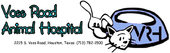 Houston Veterinarian in Houston, Texas - Houston Vet Clinic - Veterinarian  in Houston, Texas, Animal Clinic